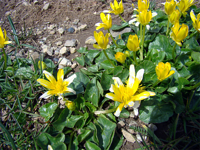 Ranuncululs ficaria L. s.l.